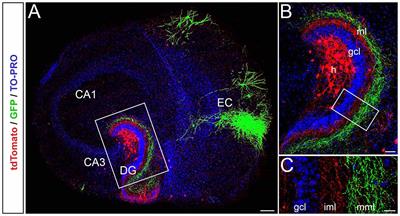 Crossed Entorhino-Dentate Projections Form and Terminate With Correct Layer-Specificity in Organotypic Slice Cultures of the Mouse Hippocampus